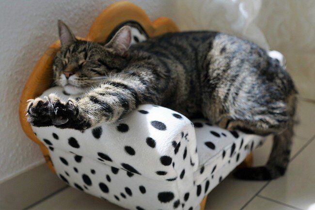 Le jardin des chats Le jardin des chats