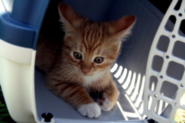 Le jardin des chats Le jardin des chats