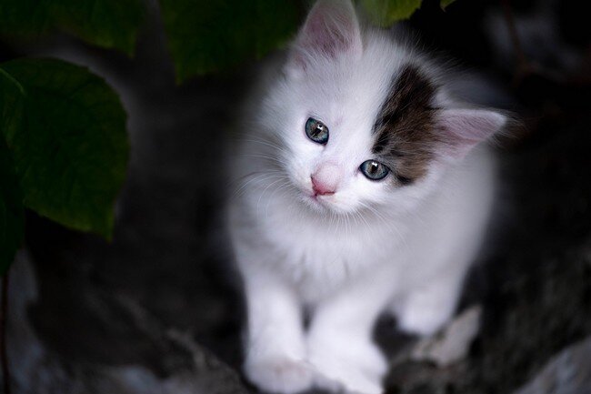 Le jardin des chats Le jardin des chats
