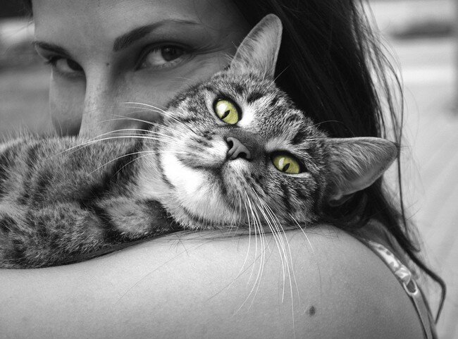 Le jardin des chats Le jardin des chats
