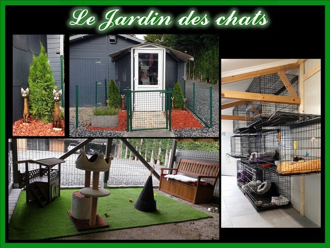 Le jardin des chats